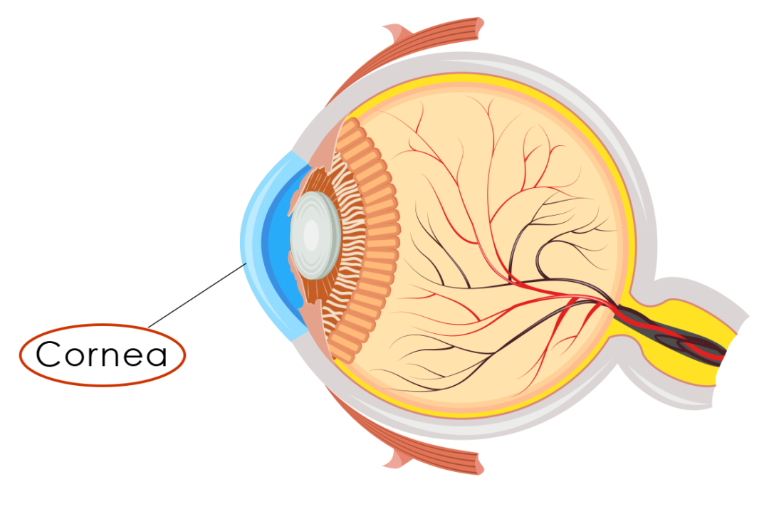 Dry Eyeeye Diagramcornea Eye Care Specialists Ophthalmology Services