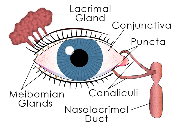 eye model labeled lacrimal gland